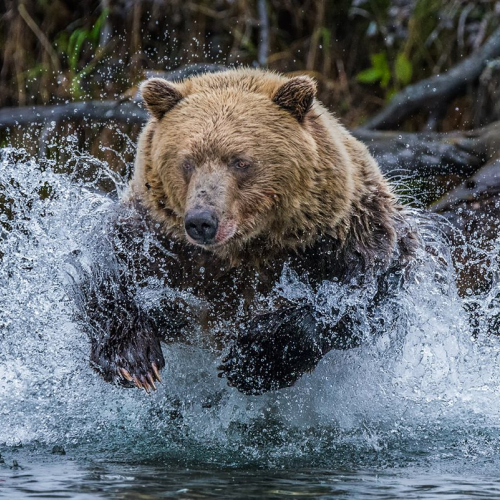 Award Honour Patricia Zuest grizzly bear sow catching salmon in chilcotin river